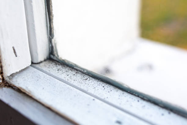 Best Comprehensive Air Testing for Mold Contaminants  in Evergreen, AL