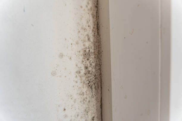 Best Post-Construction Mold Inspection  in Evergreen, AL