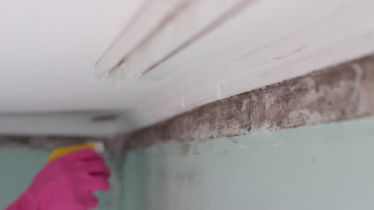 Professional Mold Removal in Evergreen, AL
